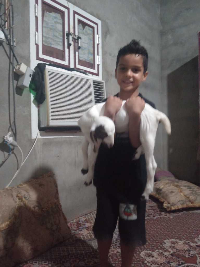 عکس ارکان محسن زاده